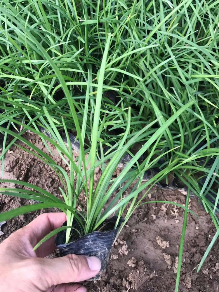 莱芜麦冬草批发基地滨州麦冬草种植基地供应商绵阳麦冬草基地在哪麦冬草