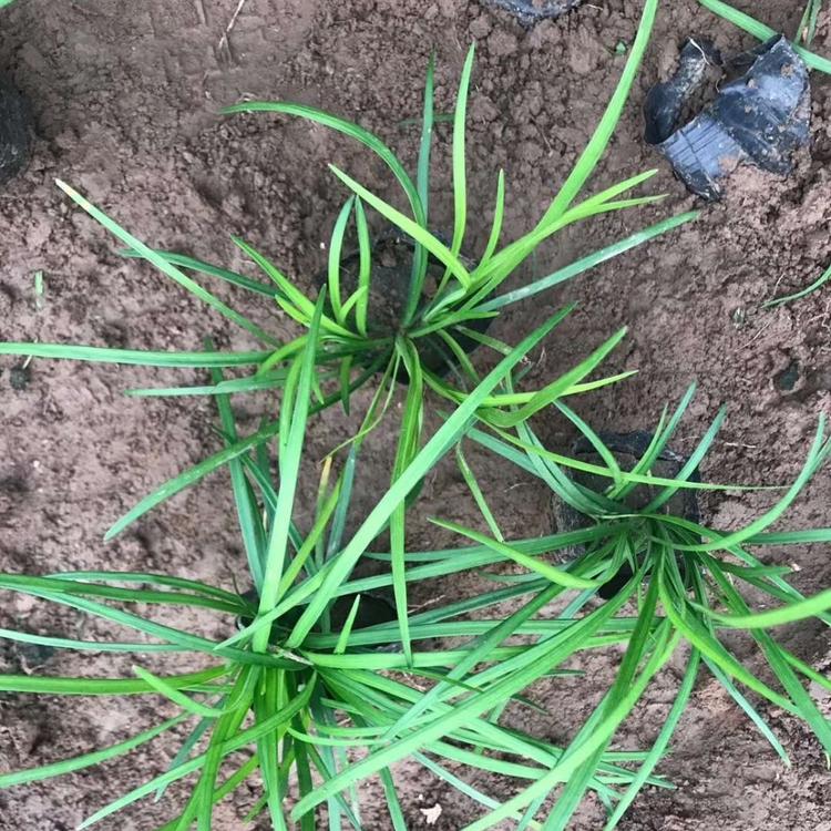 麦冬草批发厂家安徽麦冬草种植基地哪家好山东麦冬草基地在哪里麦冬草