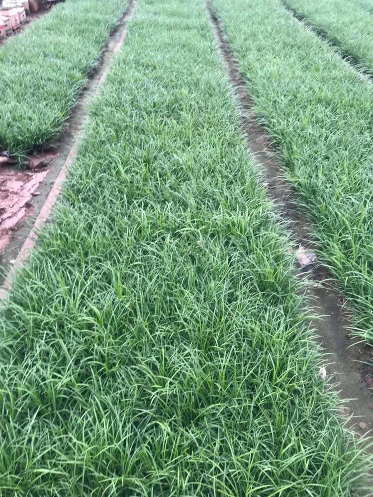 曹县麦冬草批发商滨州麦冬草种植基地多少钱湖北麦冬草基地麦冬草