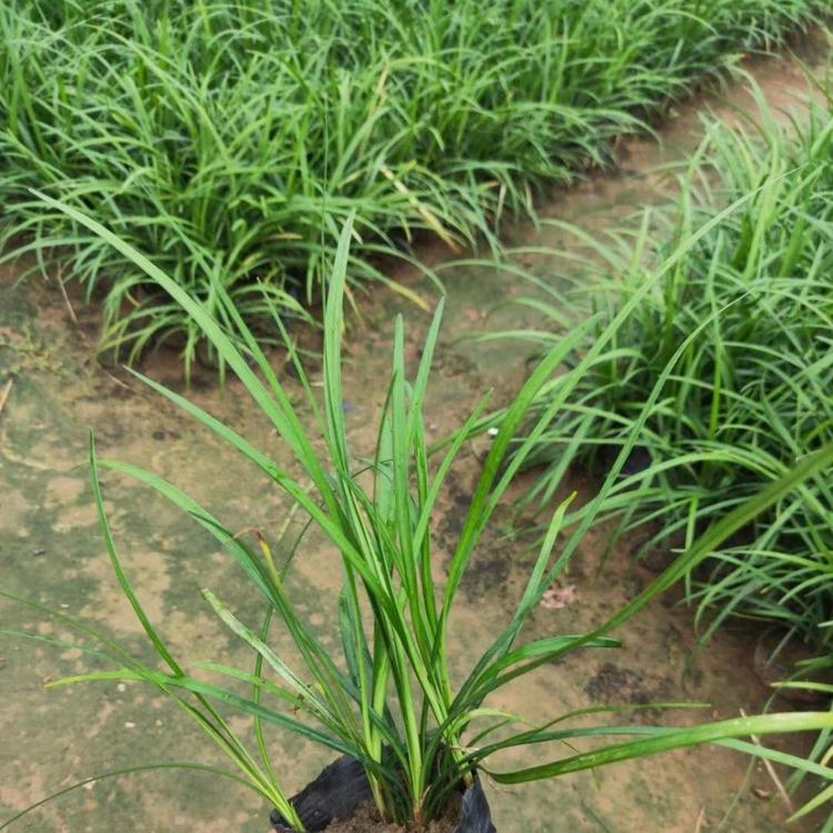 麦冬草基地直销价格
