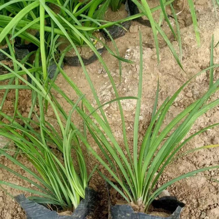 哪里有麦冬草批发江西麦冬草种植基地供应商麦冬草基地供应