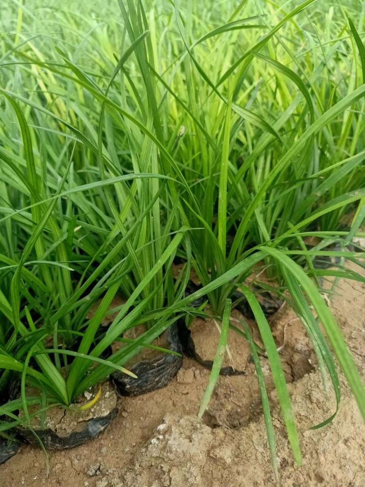 山东曹县麦冬草批发繁殖方法衡阳麦冬草种植基地直销麦冬草基地批发价格麦冬草