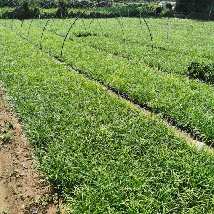 八福麦冬草批发商麦冬草种植基地地址麦冬草基地供应