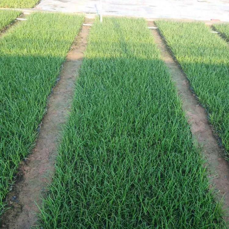 湖北麦冬草批发 衡阳麦冬草种植基地直销 细叶麦冬草基地在哪里