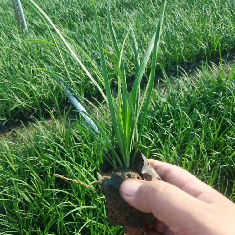 四川麦冬草批发商江西麦冬草种植基地菏泽麦冬草基地麦冬草