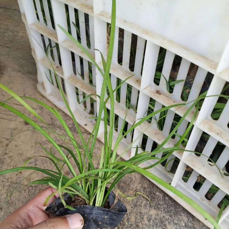 湖北麦冬草批发多少钱衡阳麦冬草种植基地厂家绵阳麦冬草基地