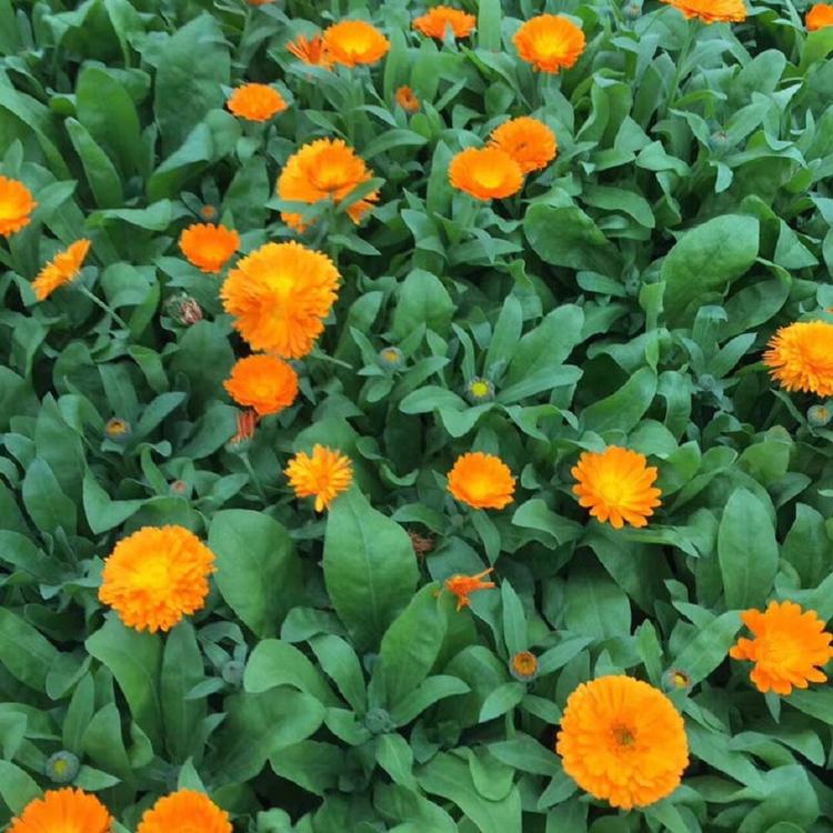 国庆摆租金盏菊 金盏花  金盏菊价格 长生菊种植报价
