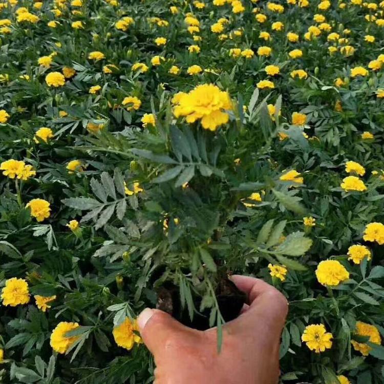 出售孔雀草 孔雀草基地批发 山东青州孔雀草供应商