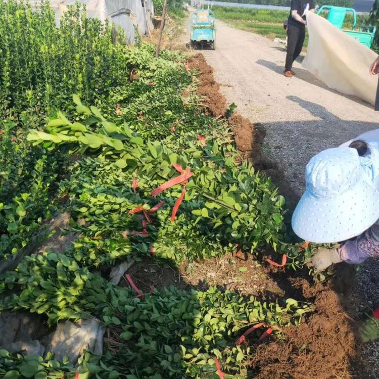 洛阳北海道黄杨基地北海道黄杨批发基地价格向阳花山东北海道黄杨价格北海道黄杨