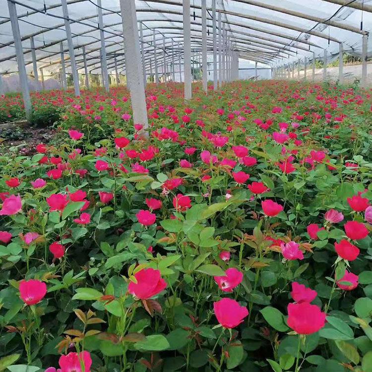 丰花月季 丰花月季基地 青州月季批发供应