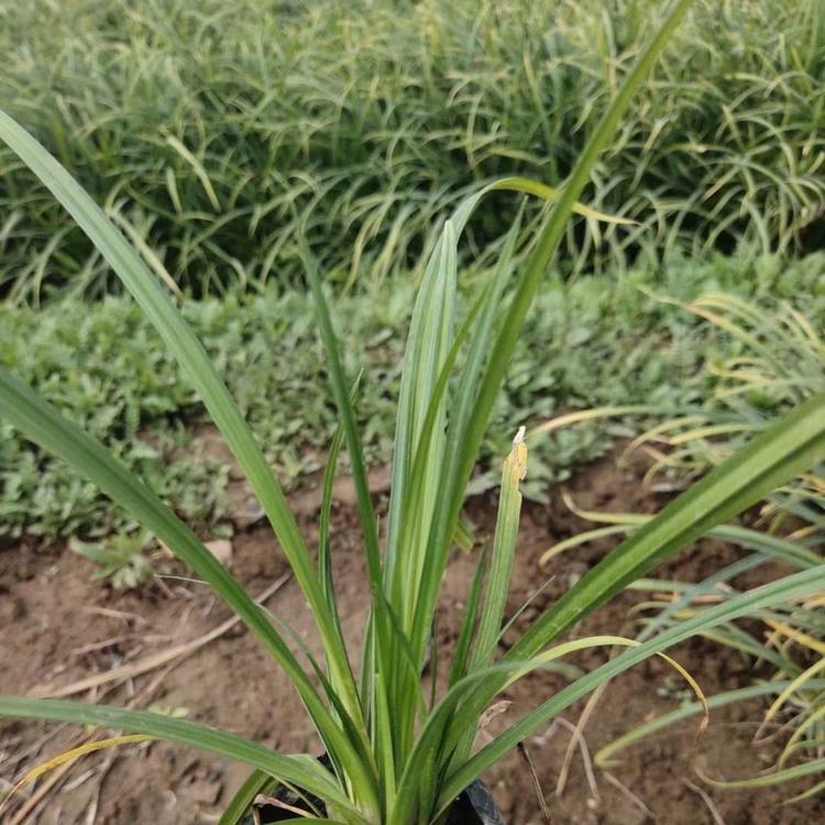 哪里批发崂峪苔草崂峪苔草批发崂峪苔草