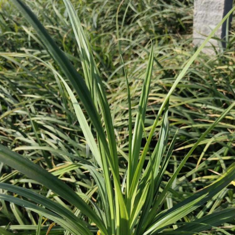 崂峪苔草基地崂峪苔草小苗价格崂峪苔草