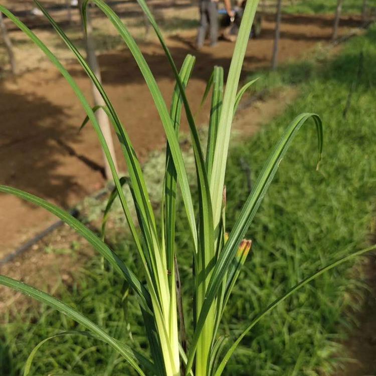 哪里批发崂峪苔草青州崂峪苔草价格崂峪苔草