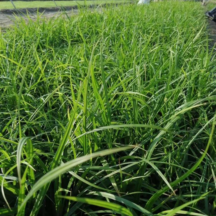 崂峪苔草种子价格崂峪苔草报价