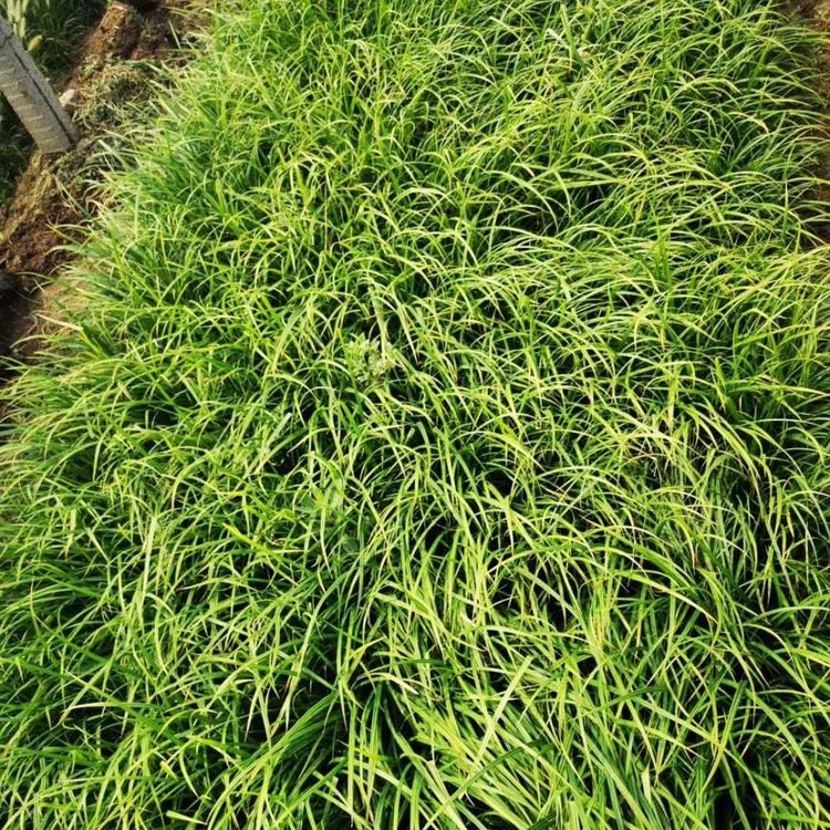 崂峪苔草规格崂峪苔草小苗价格