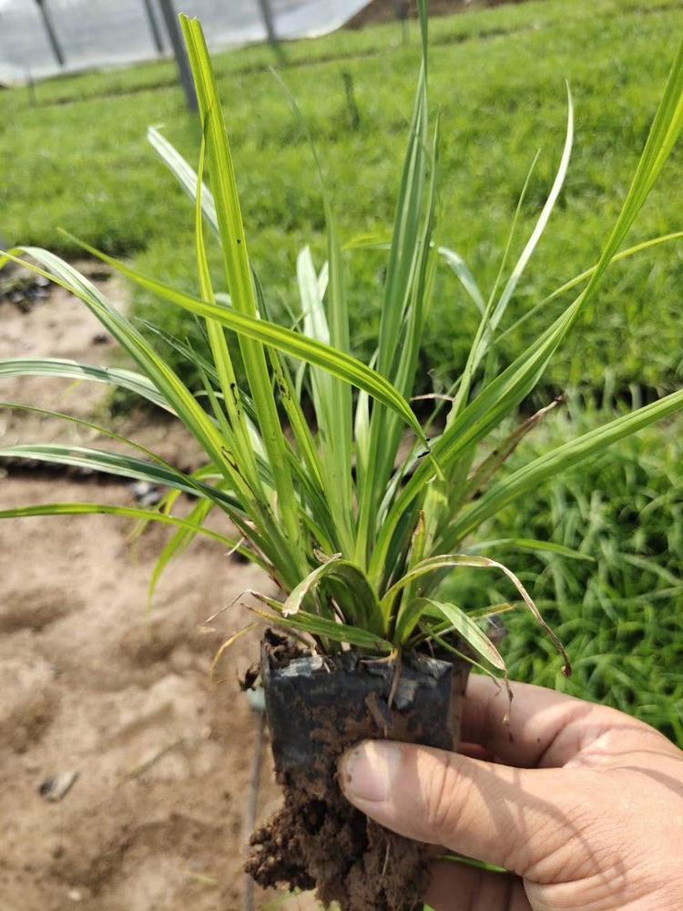 崂峪苔草种苗多芽崂峪苔草价格崂峪苔草