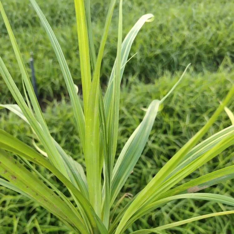 崂峪苔草种子价格崂峪苔草小苗价格崂峪苔草