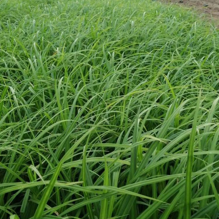 绿化崂峪苔草崂峪苔草农户自销崂峪苔草