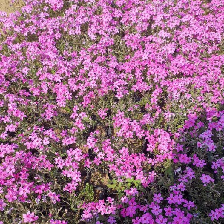 宿根福禄考 启景花卉出售开花丛生福禄考之樱