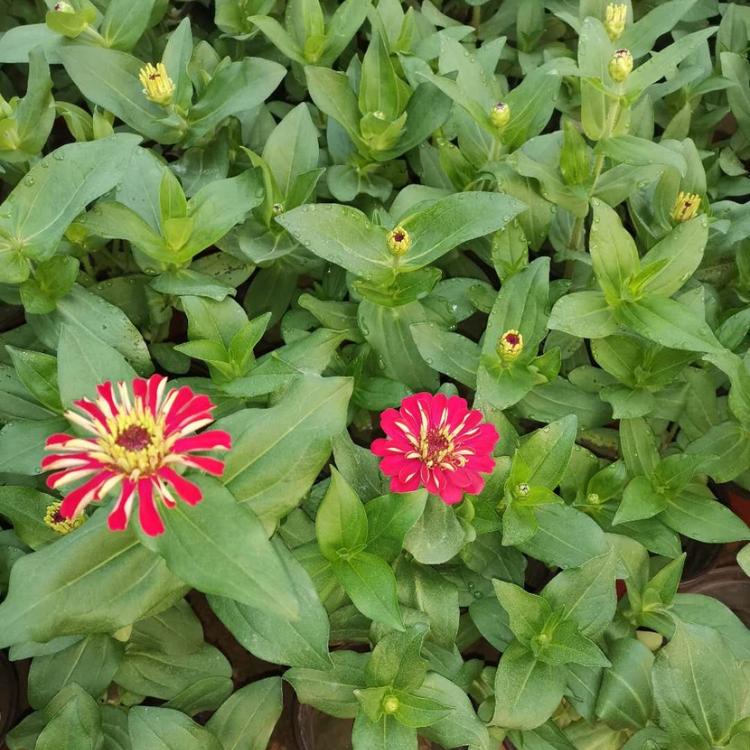 草花百日菊基地  百日草价格 百日草销售商