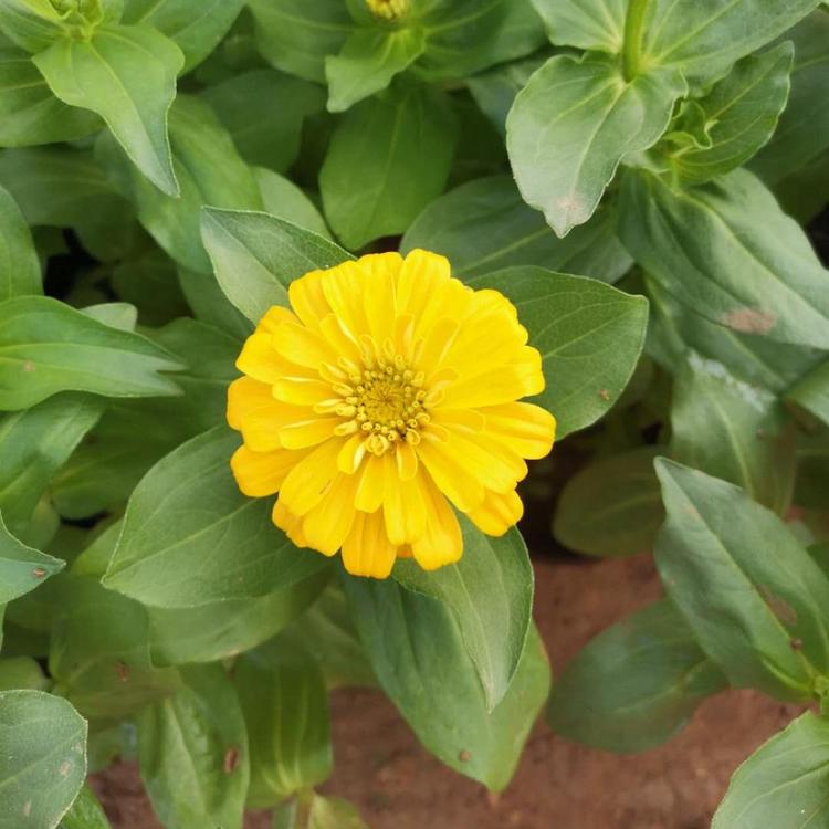 启景花卉百日菊基地  百日草价格 百日草销售商