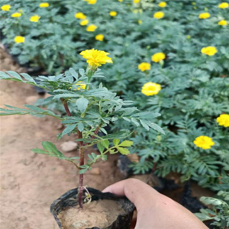 大量出售多色孔雀草  孔雀草种植基地  孔雀草小苗竹批发报价