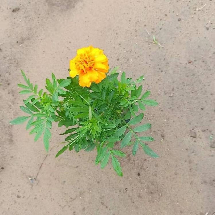 国庆花卉租赁孔雀草  孔雀草价格 青州花卉基地长期供应