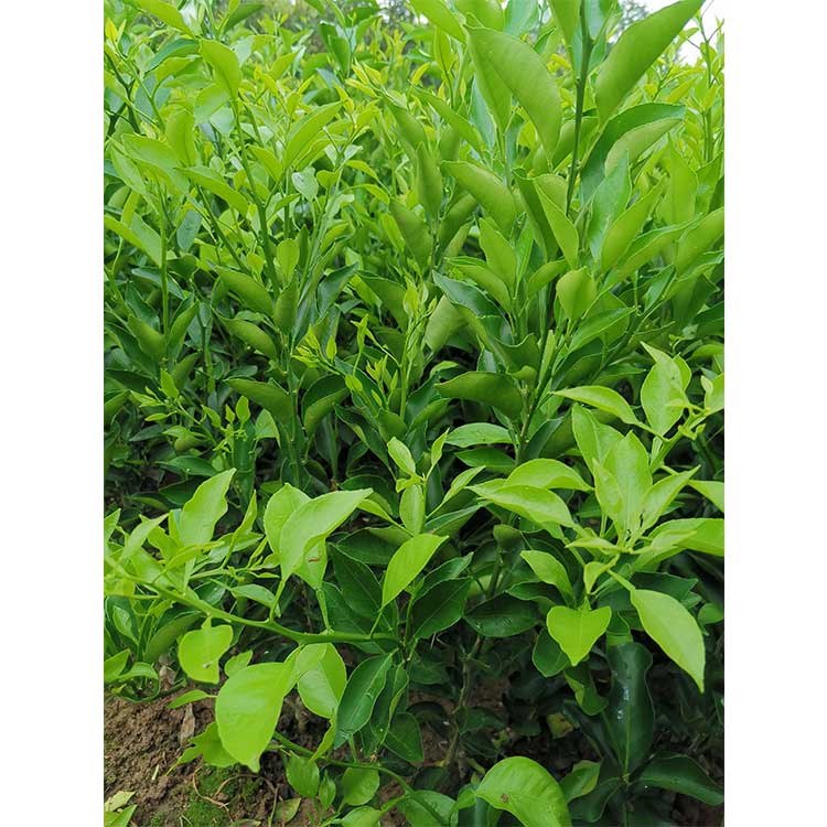 成都大雅柑种苗 批发量大从优