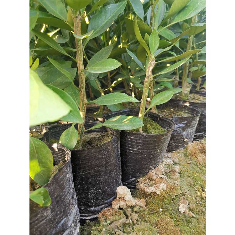 成都甘平苗批发价格厂家直销量大从优