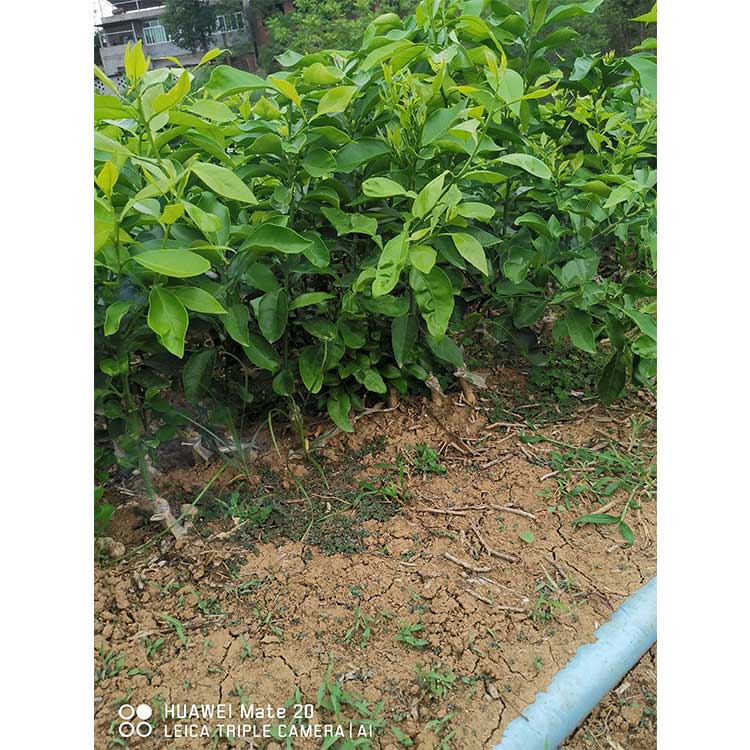 成都爱媛柑橘苗价格_成都爱媛柑橘苗基地_柑橘苗批发