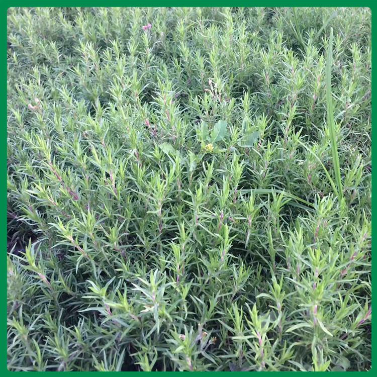 福禄考 福禄考花苗 福禄考批发报价 玉江花卉直销福禄考