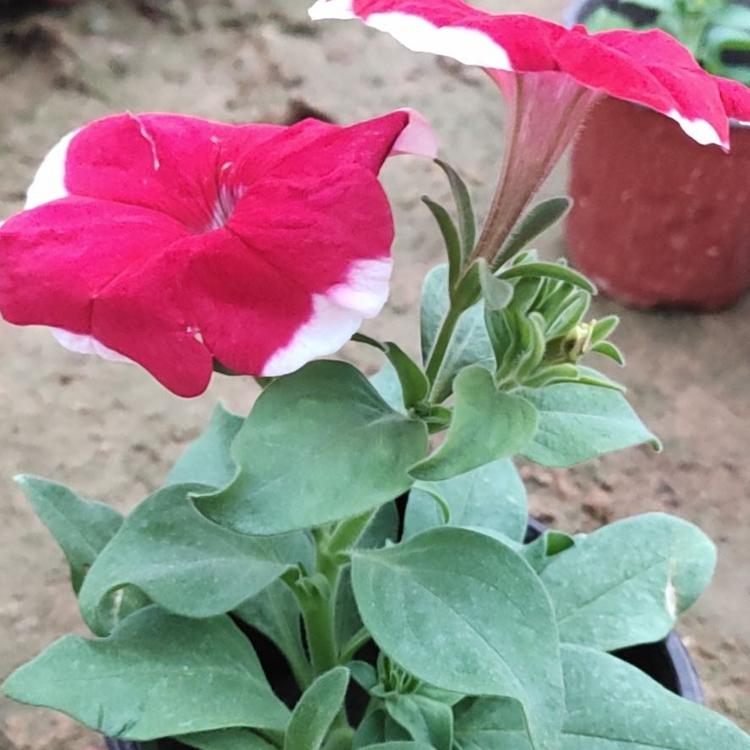 牵牛花批发    草花价格   时令草花     水生植物   绿化苗木