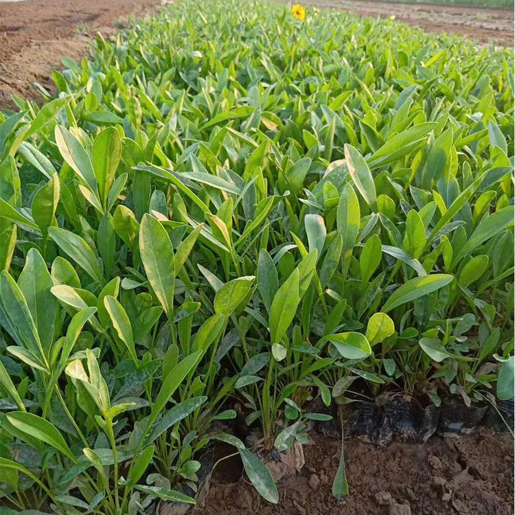 国庆摆租 金鸡菊 金鸡菊报价 金鸡菊苗圃供应 大量批发