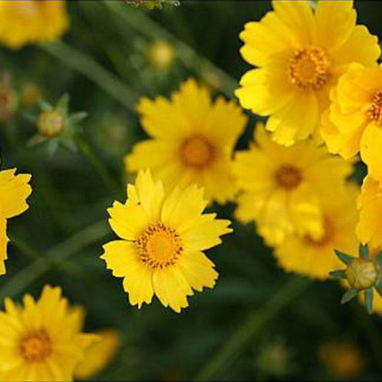 梓熙 大花金鸡菊 色彩艳丽 花形饱满  金鸡菊小苗批发 
