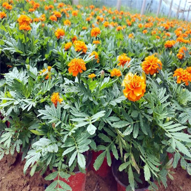 启景花卉孔雀草销售   草花孔雀草价格 孔雀草报价