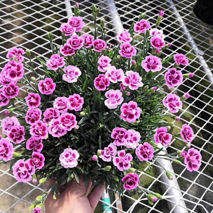 初吻石竹  初吻欧石竹  小涵花卉