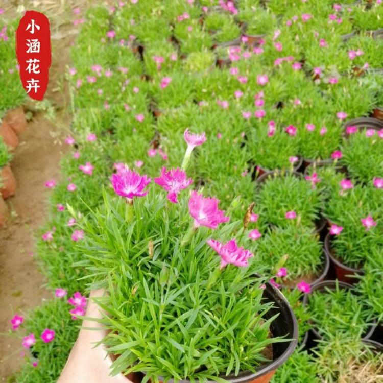 双色盆欧石竹  优质欧石竹  观赏草  小涵花卉