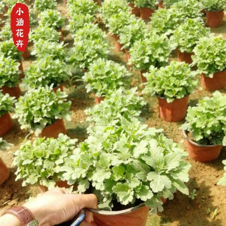 国庆节国庆菊   绿化工程苗  国庆菊批发  青州菊花