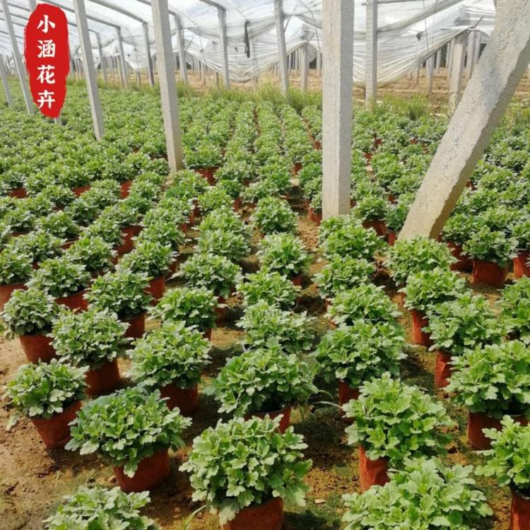 国庆节国庆菊   绿化菊花  国庆菊批发  青州菊花
