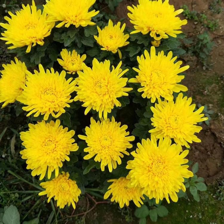 国庆节国庆菊   绿化菊花  多色菊花  青州菊花