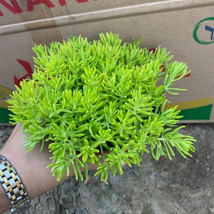 佛甲草批发商 绿叶佛甲草 佛甲草种植基地