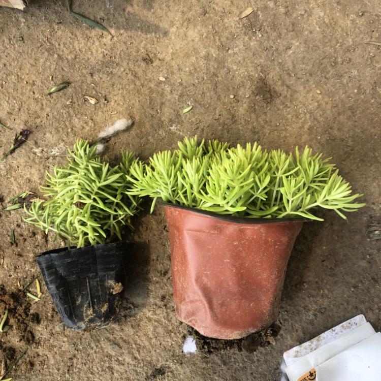 佛甲草批发商 绿叶佛甲草 佛甲草批发价格
