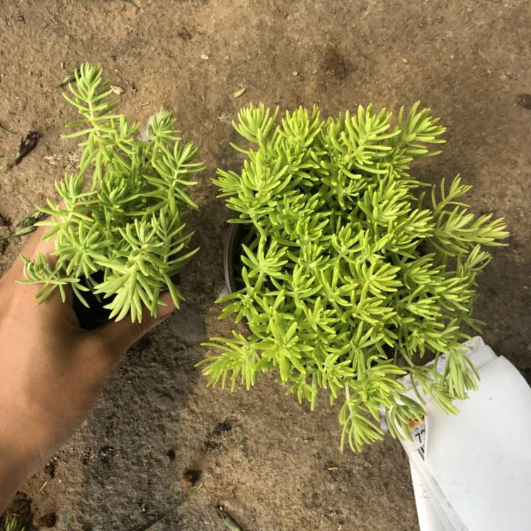 佛甲草批发商 绿叶佛甲草 佛甲草直销