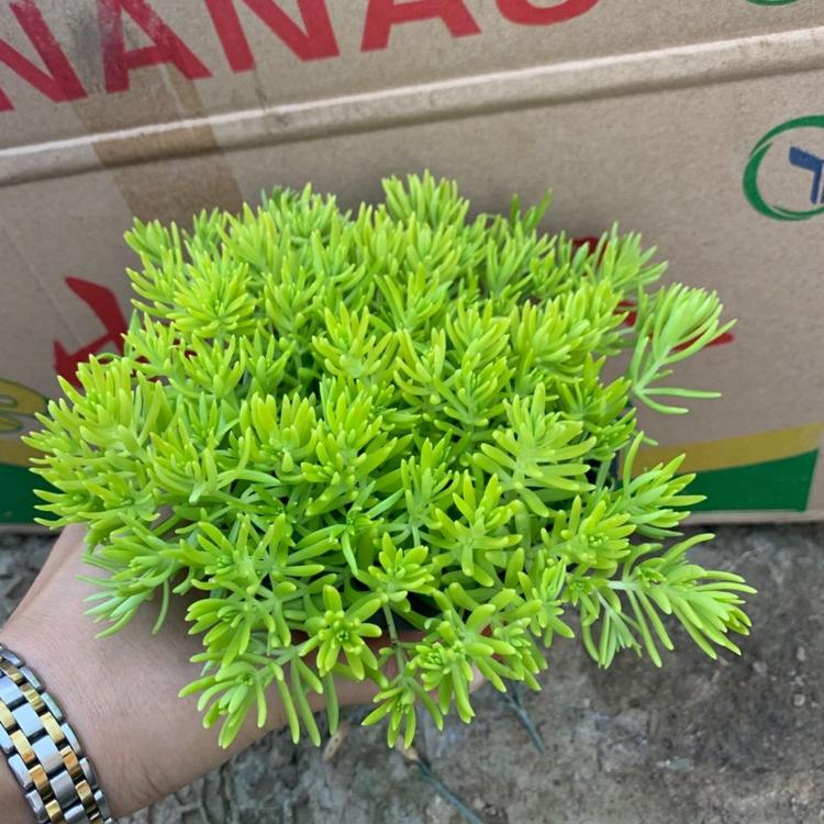 佛甲草批发商 绿叶佛甲草 佛甲草花海工程用苗