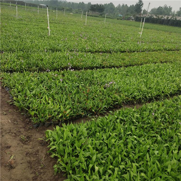 玉簪批发 青州花卉苗木 玉簪小苗