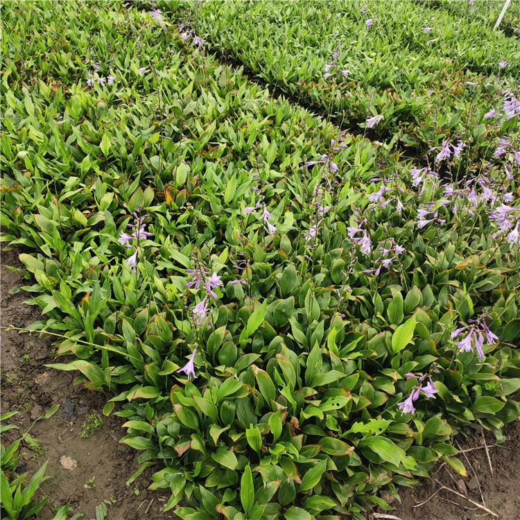 玉簪小苗 山东花卉基地 玉簪种植基地 越来越好