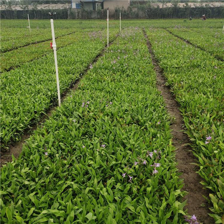 玉簪种植基地 山东花卉基地 玉簪营养杯批发