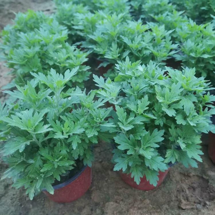 苗圃直供国庆菊 国庆菊批发优惠 欢迎致电咨询