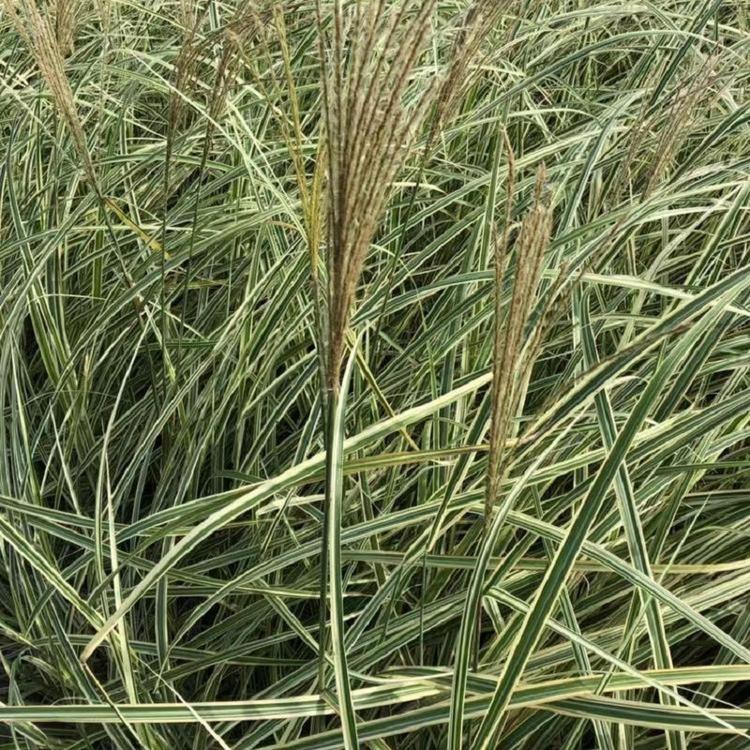 水生植物花叶芒花叶芒  花叶芒批发价格  产地直销保质保量