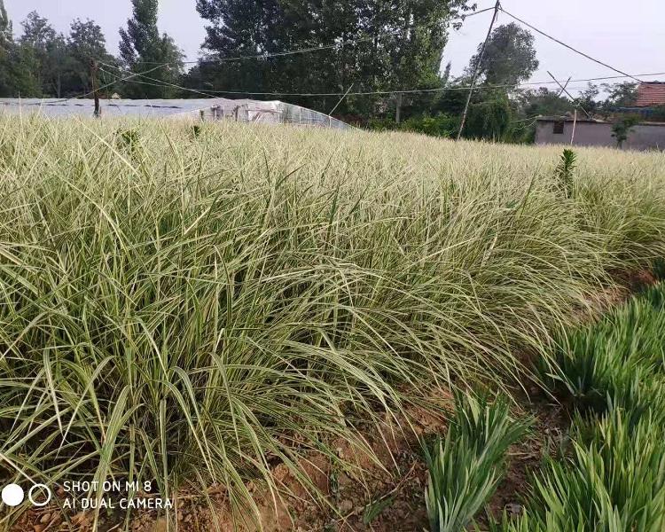 水生植物花叶芒花叶芒  花叶芒批发价格  批发采购就找冠森花卉